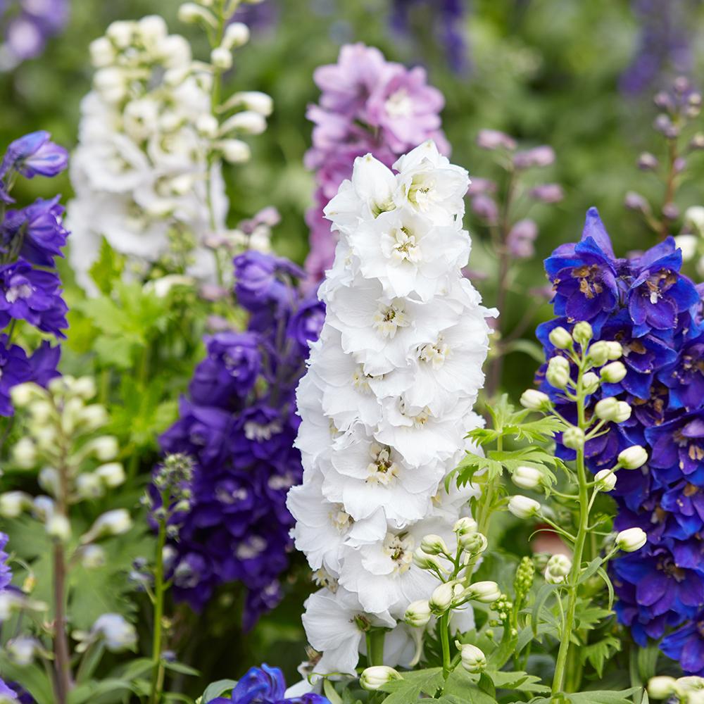Nemtisor (Delphinium) Elatum