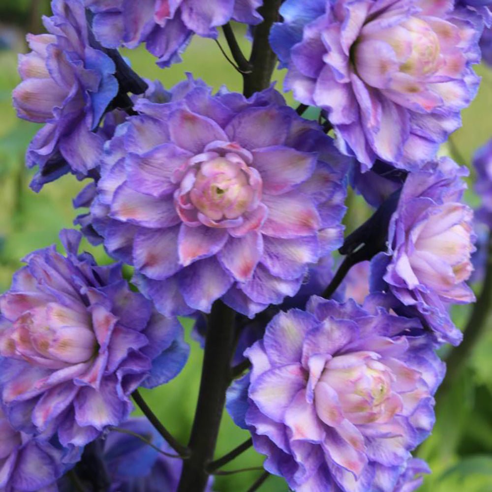 Nemtisor (Delphinium) Highlander Bolero