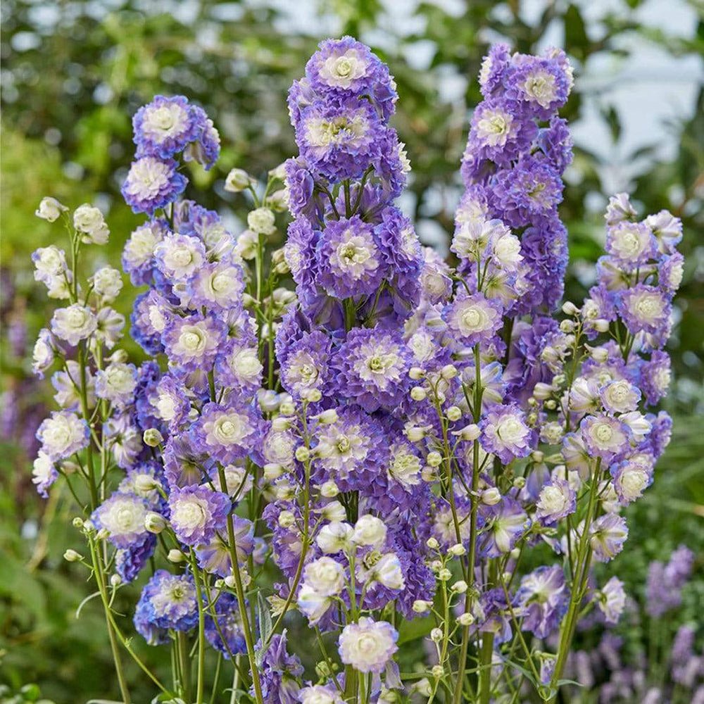 Nemtisor (Delphinium) Highlander Bolero