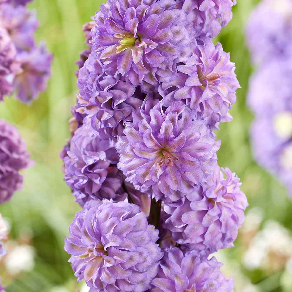 Nemtisor (Delphinium) Highlander Bolero