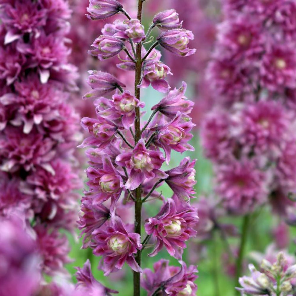 Nemtisor (Delphinium) Highlander Flamenco