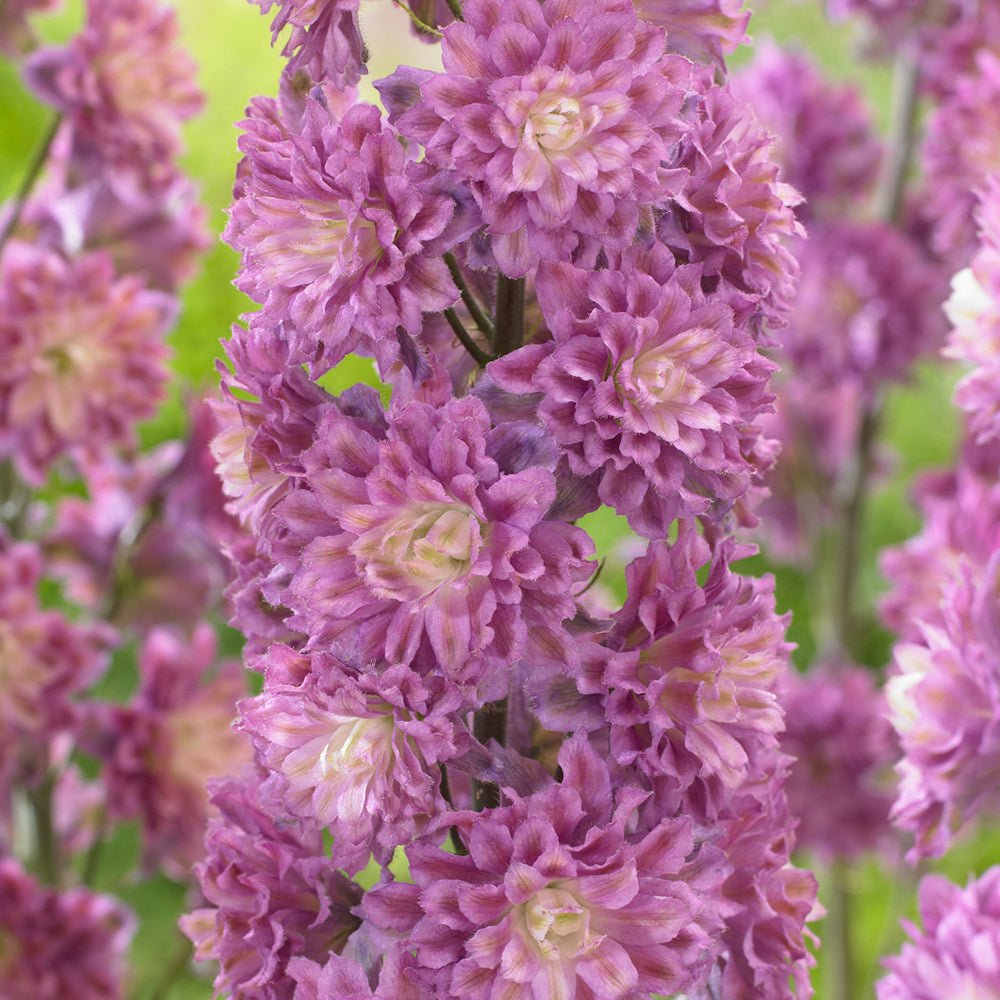 Nemtisor (Delphinium) Highlander Flamenco