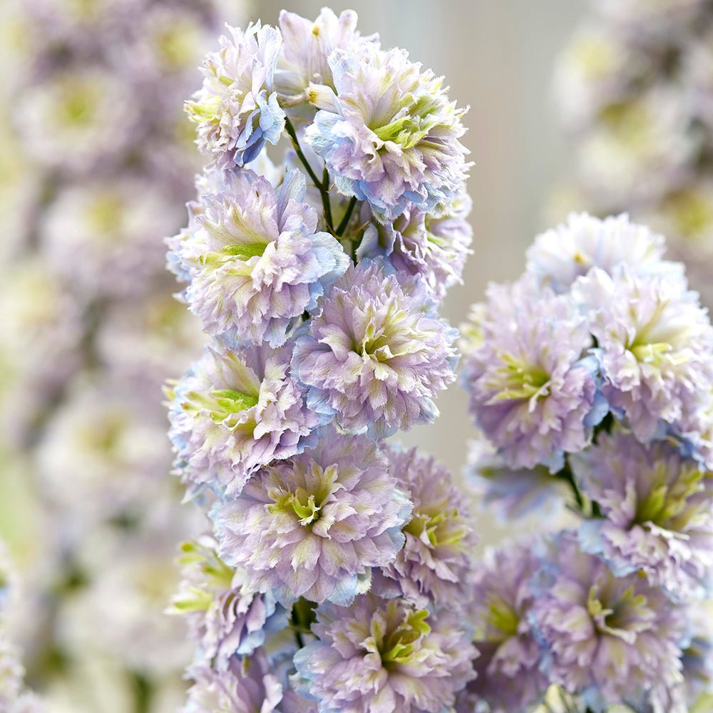 Nemtisor (Delphinium) Highlander Moonlight - Planta Perena cu Flori Albe si Mov"