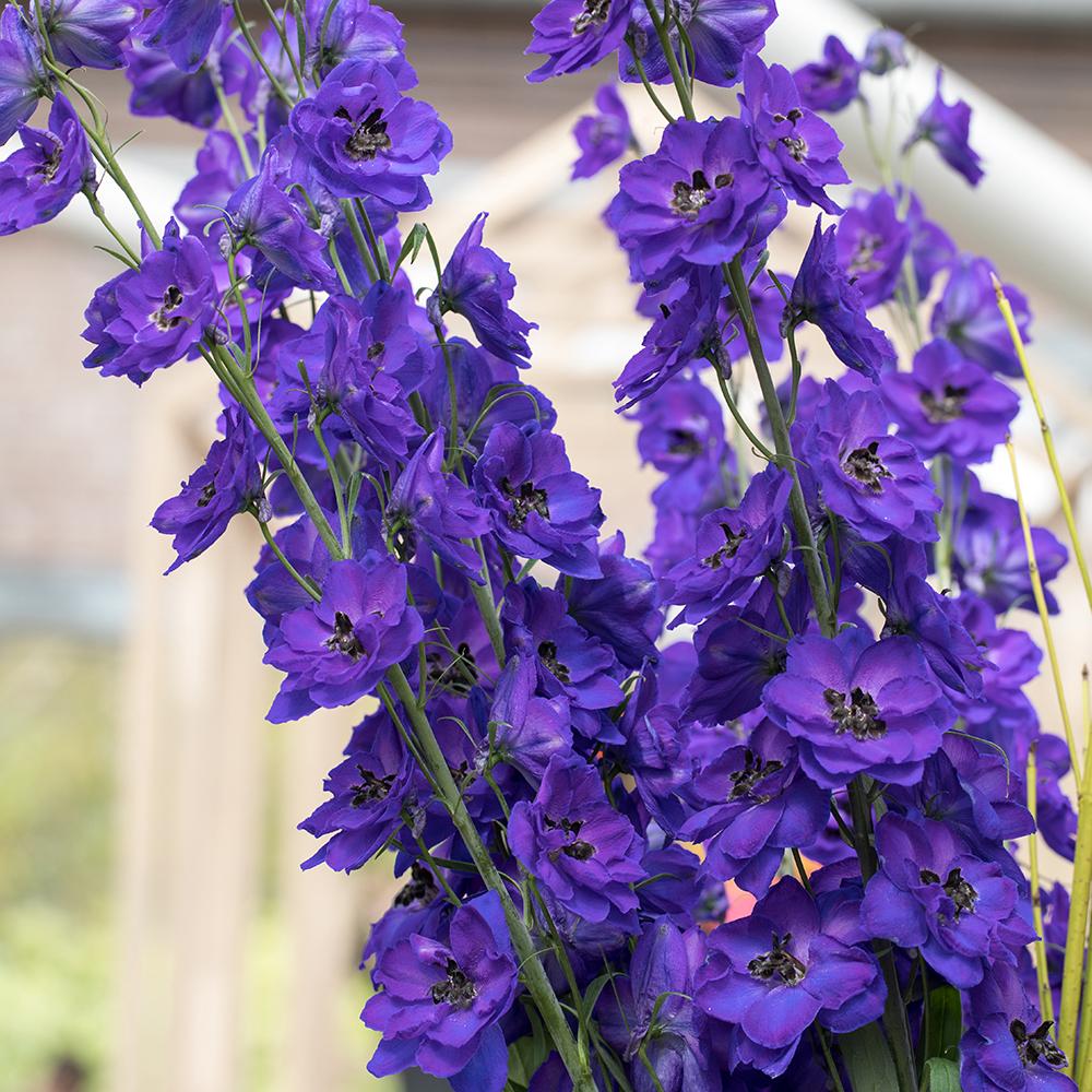 Nemtisor (Delphinium) Magic Fountains