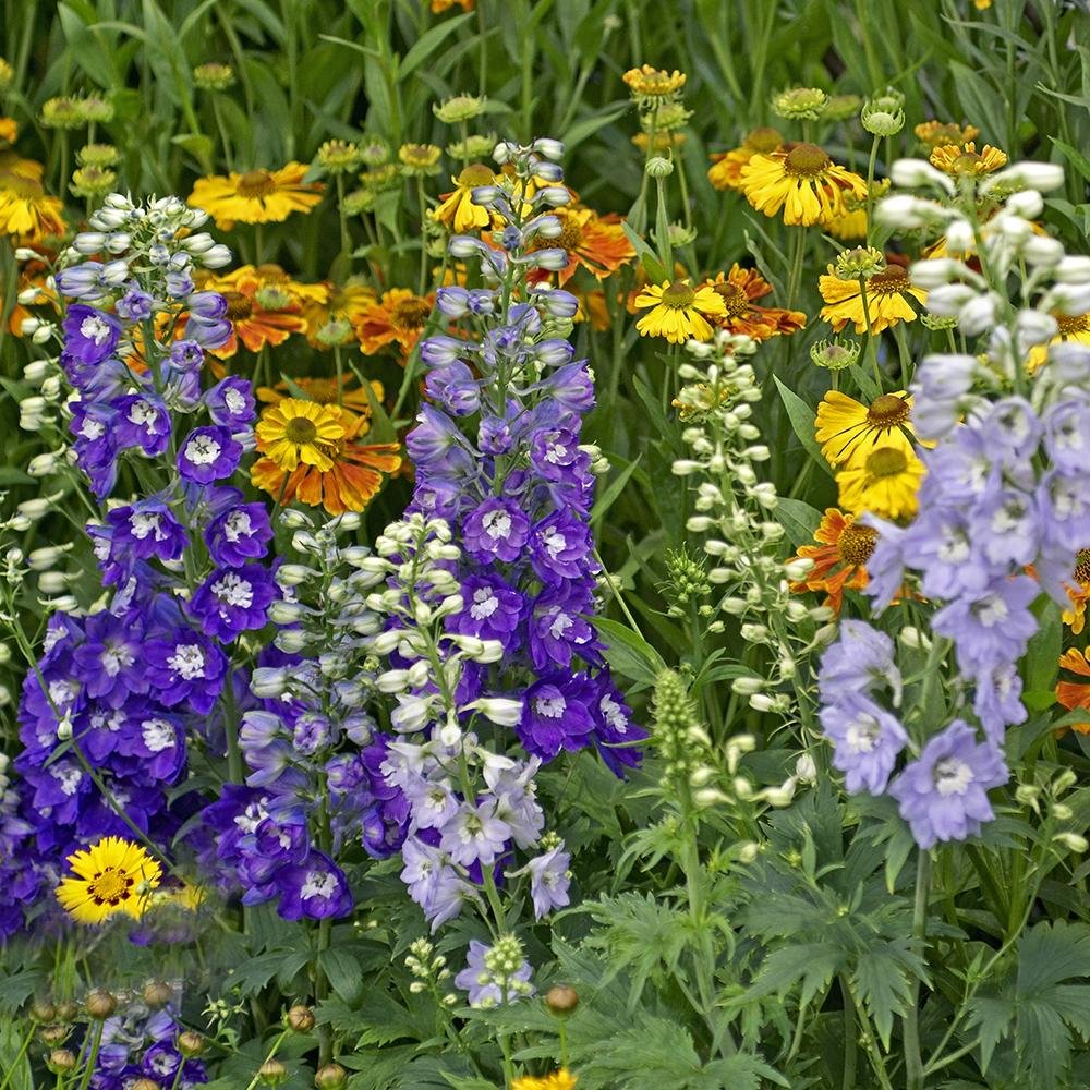 Nemtisor (Delphinium) Magic Fountains