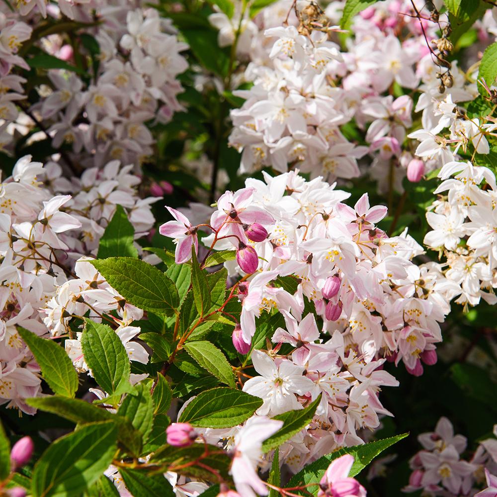 Deutzia Rosea
