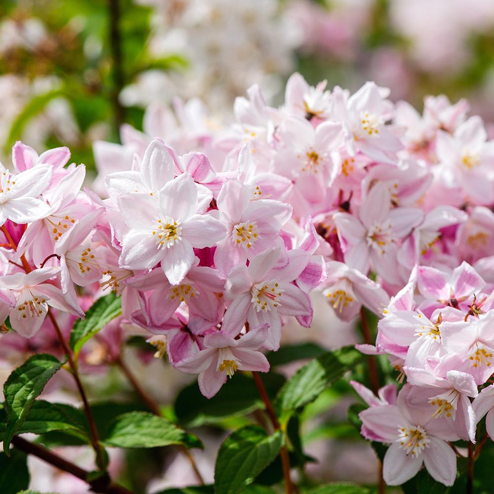 Deutzia Rosea