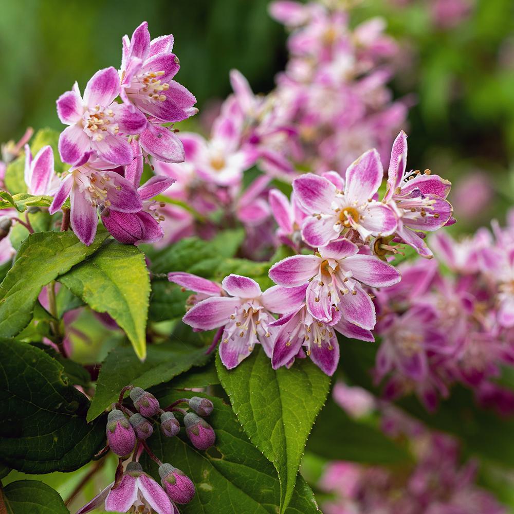 Deutzia Rosea