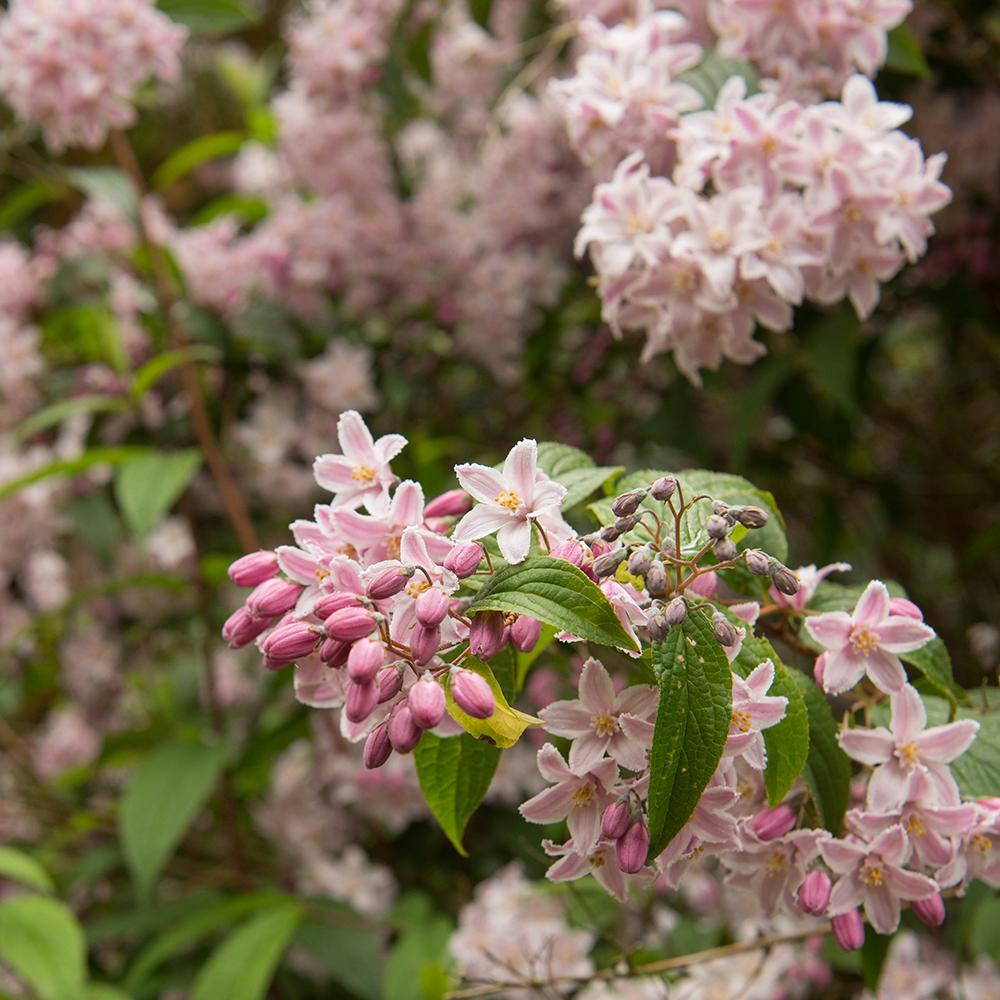 Deutzia Rosea