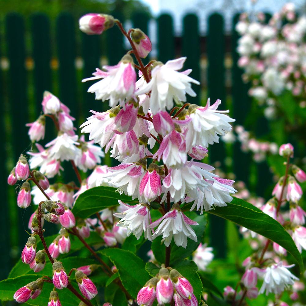 Deutzia Rosea