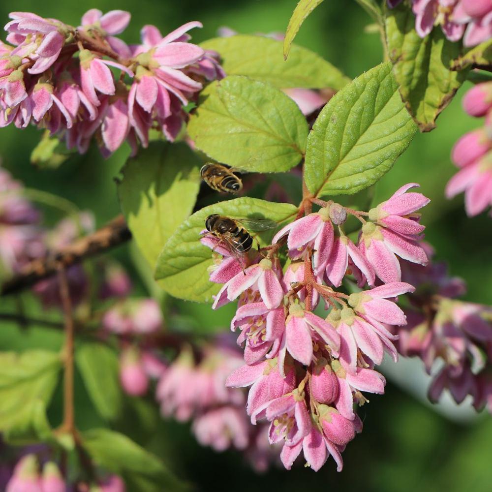 Deutzia Tourbillon Rouge