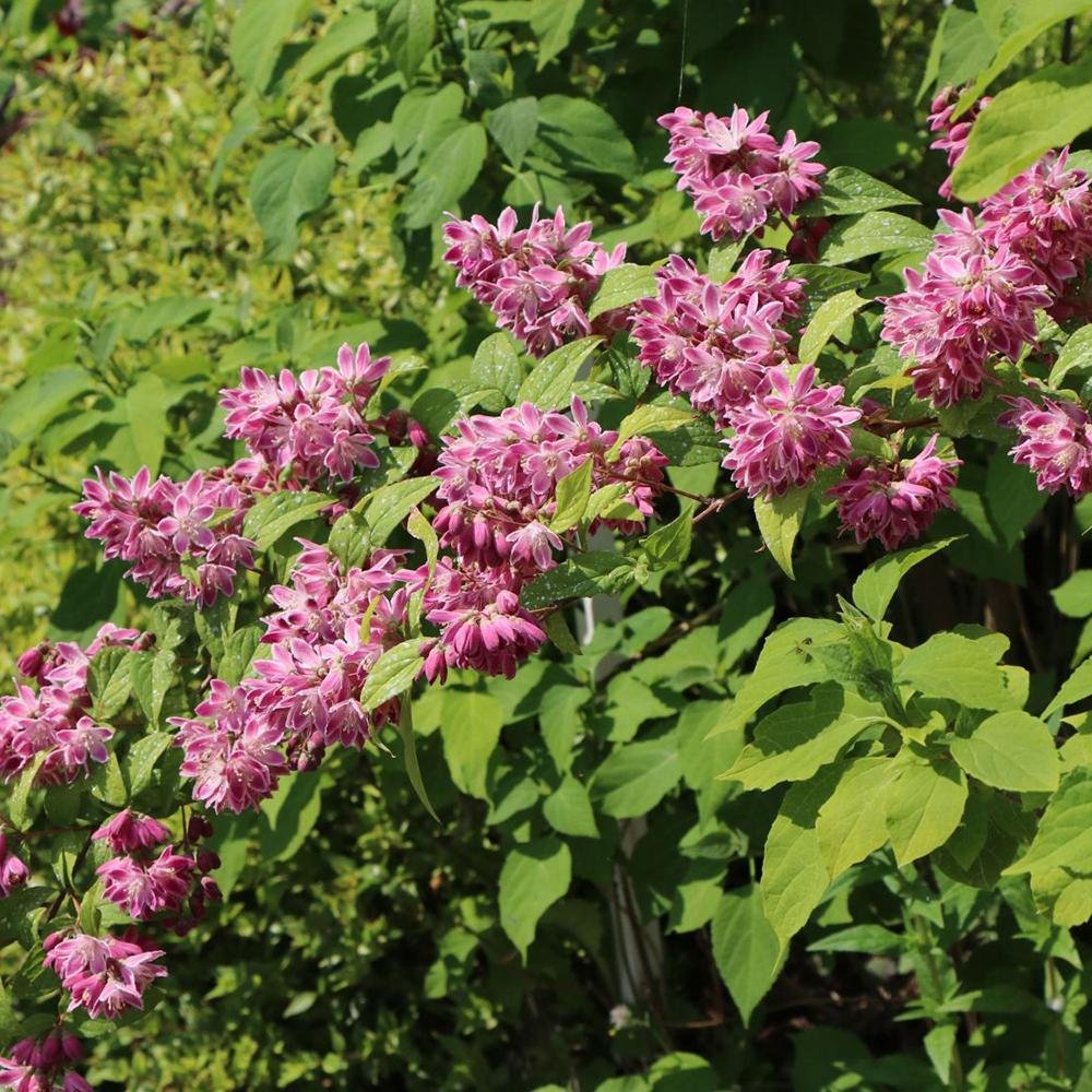 Deutzia Tourbillon Rouge