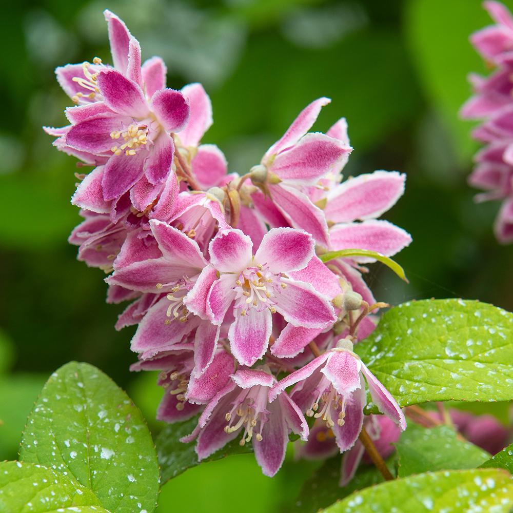 Deutzia Tourbillon Rouge