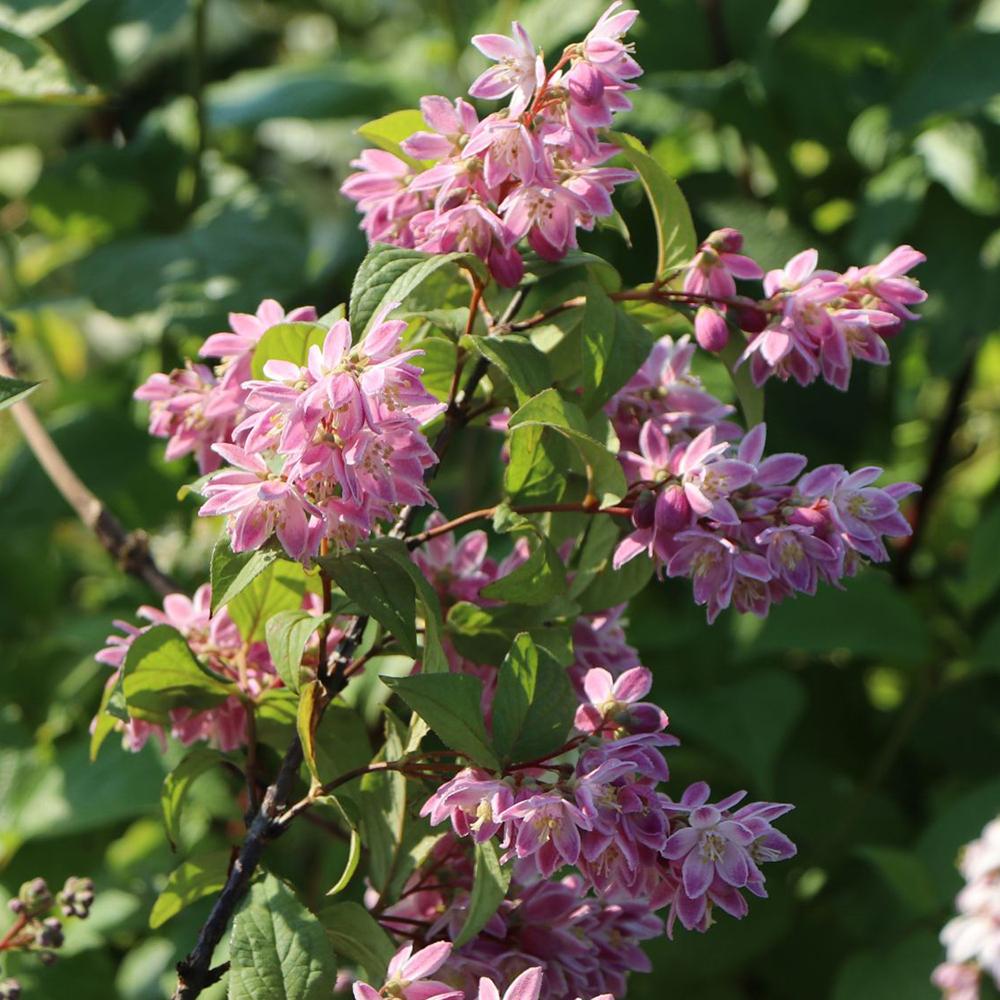 Deutzia Tourbillon Rouge