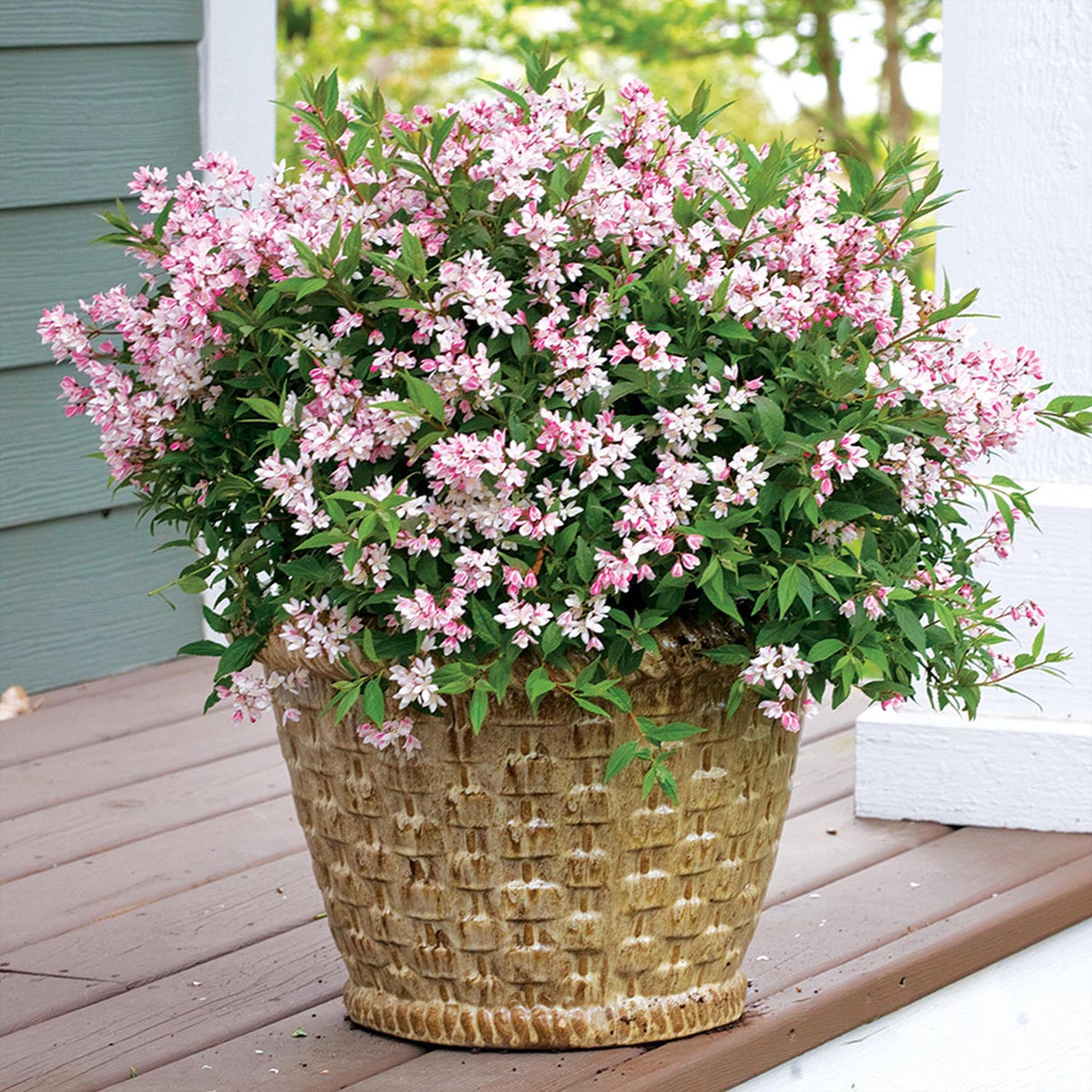 Deutzia Yuki Cherry Blossom