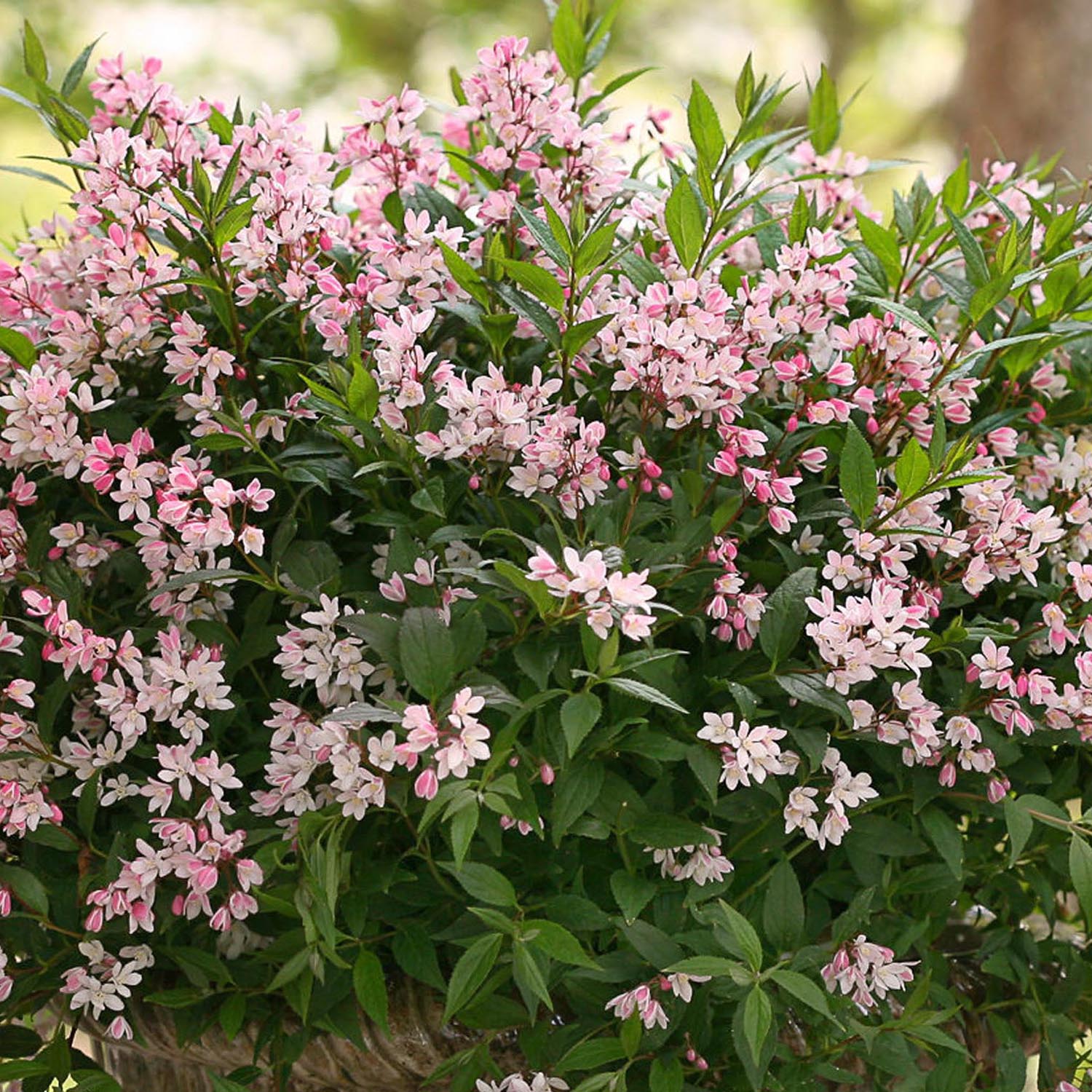 Deutzia Yuki Cherry Blossom