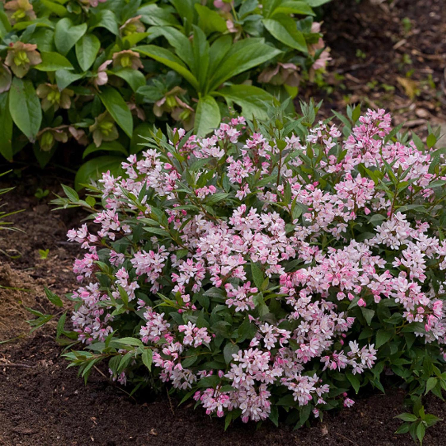 Deutzia Yuki Cherry Blossom