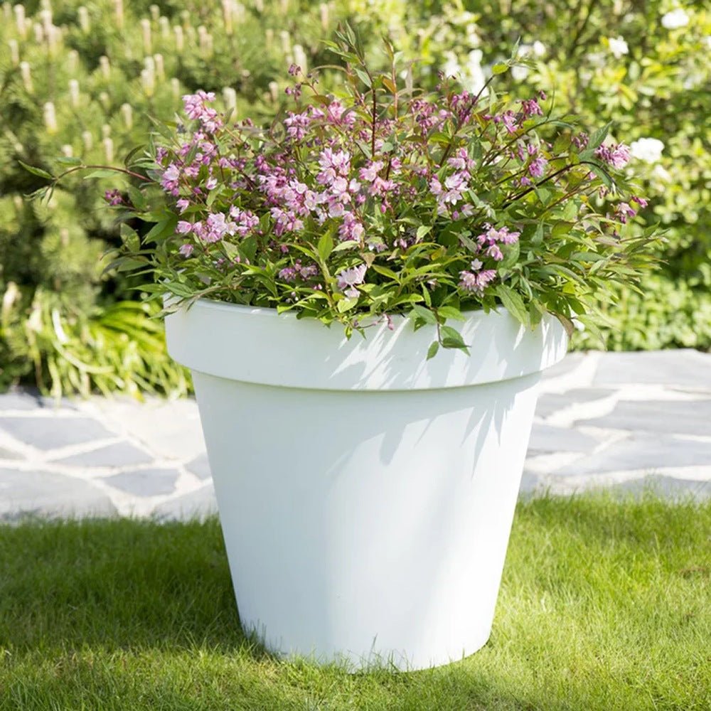 Deutzia Yuki Cherry Blossom