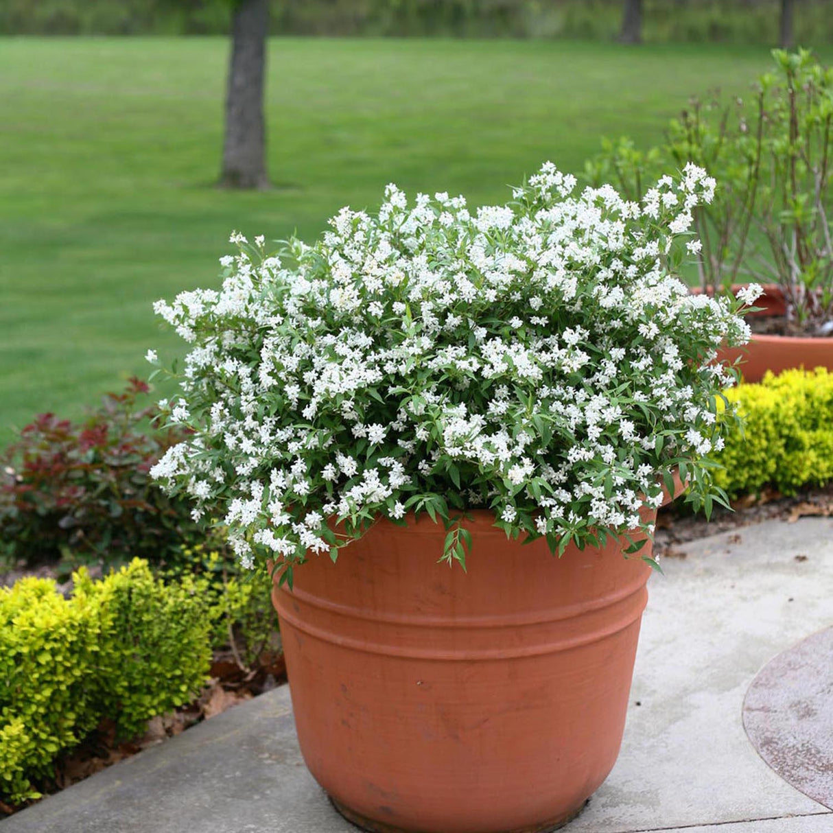 Deutzia Yuki Snowflake