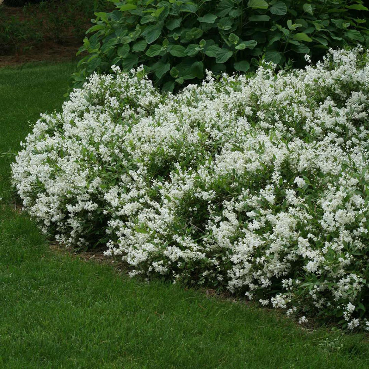 Deutzia Yuki Snowflake