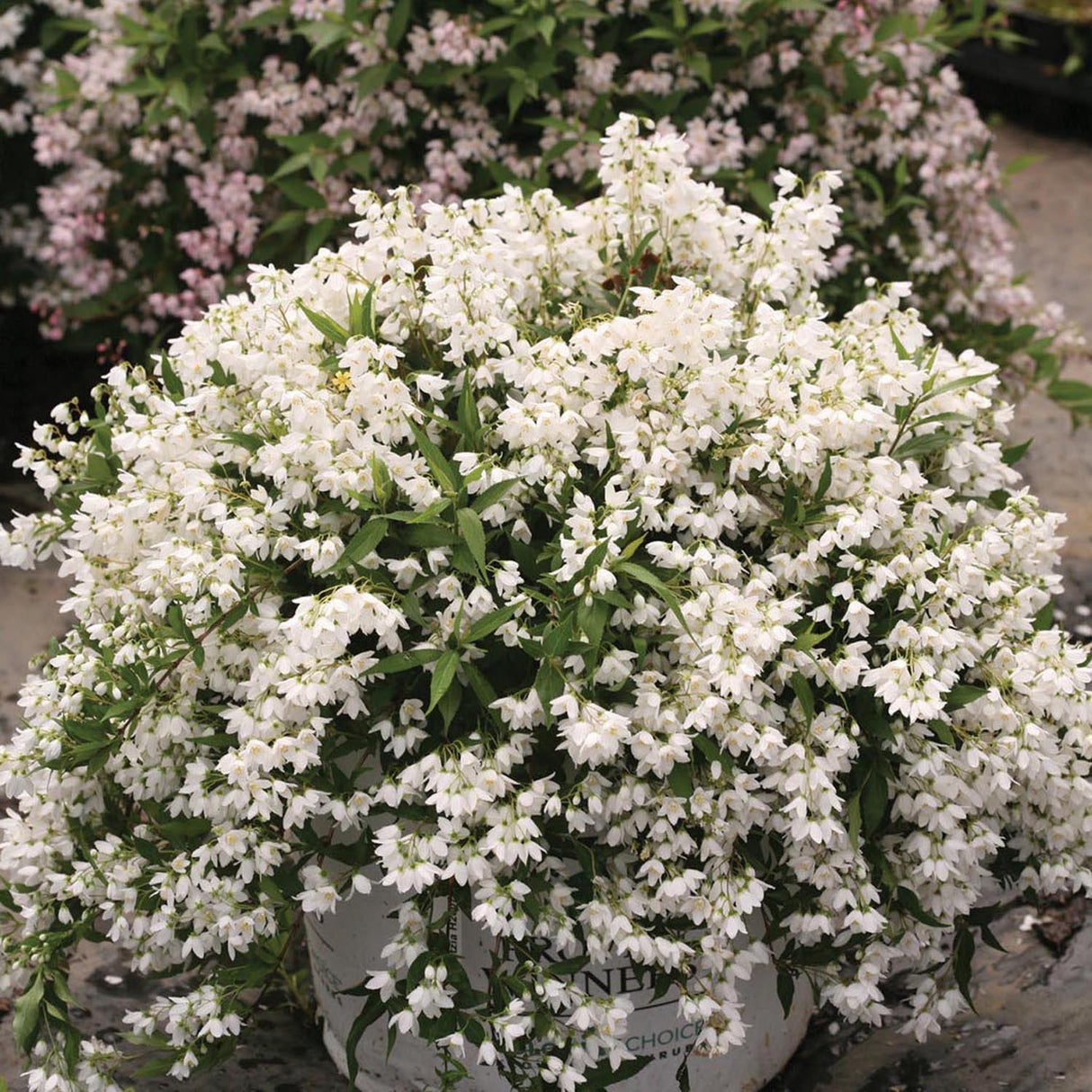 Deutzia Yuki Snowflake