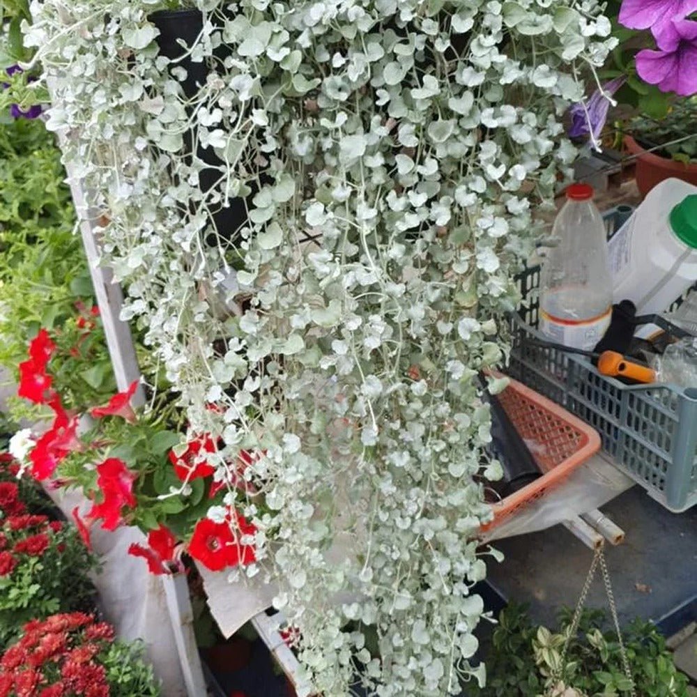 Dichondra argentea Silver Falls, curgatoare
