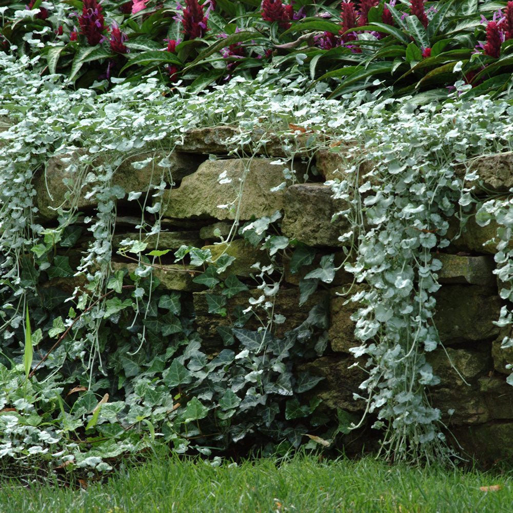 Dichondra argentea Silver Falls, curgatoare
