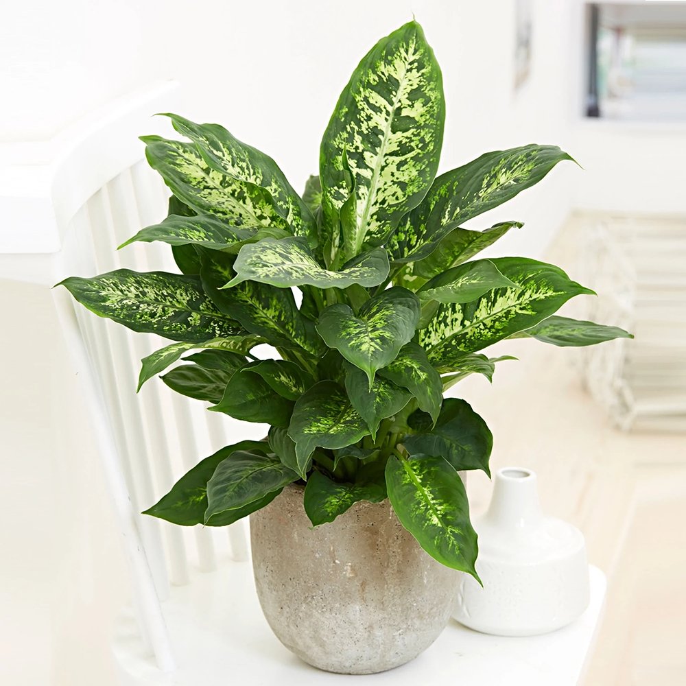 Dieffenbachia Compacta - 40 cm