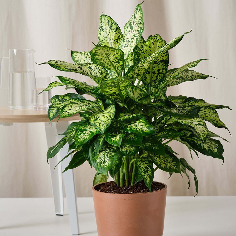 Dieffenbachia Compacta - 55 cm