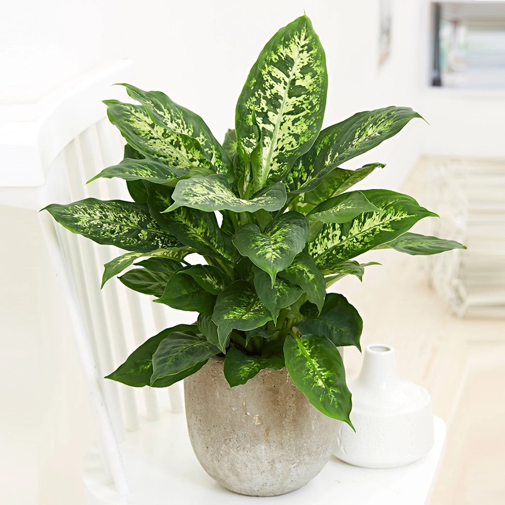 Dieffenbachia Compacta - 55 cm