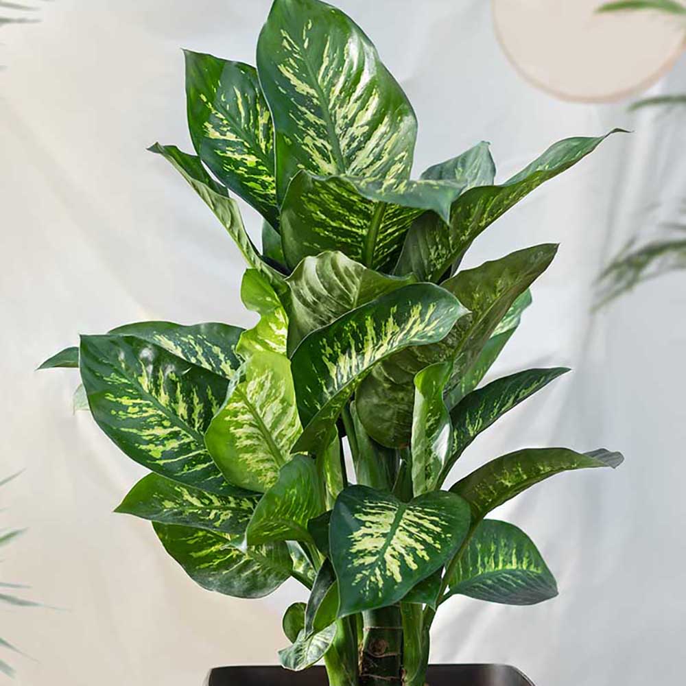 Dieffenbachia Compacta - 55 cm