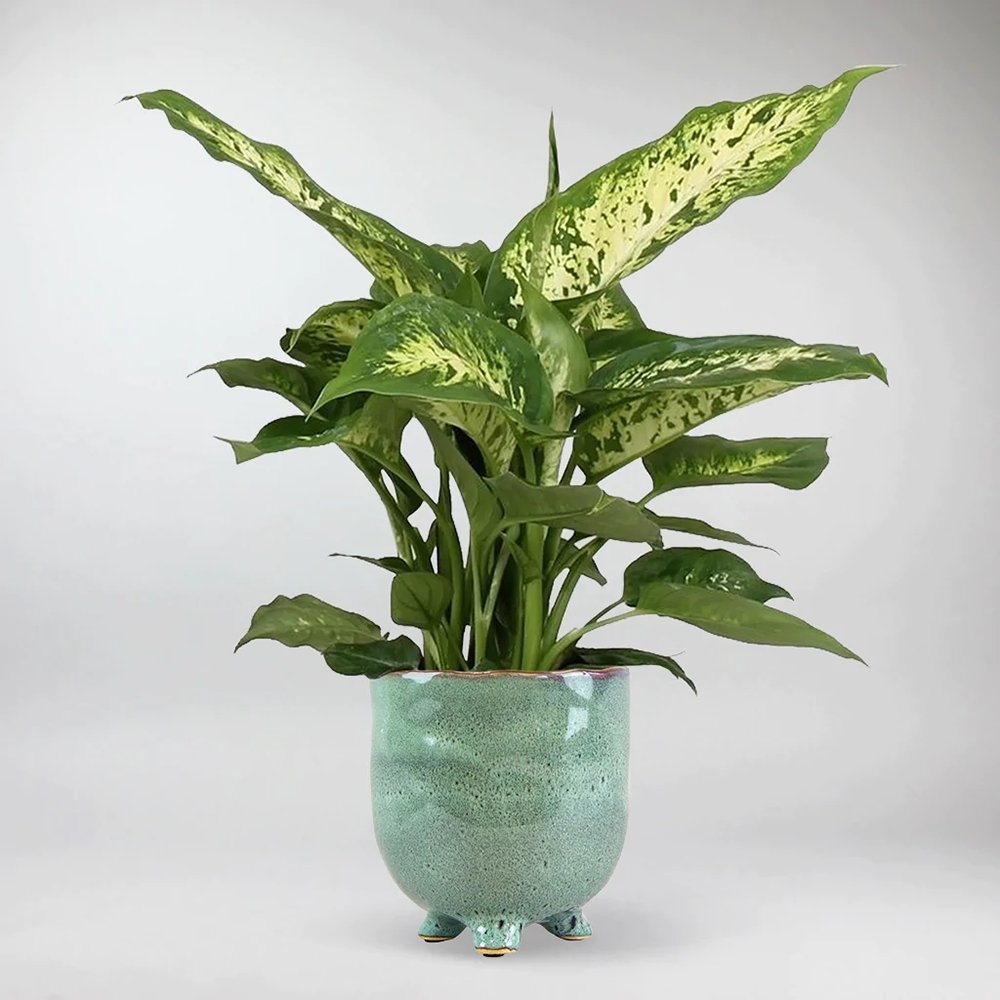 Dieffenbachia Compacta - 55 cm