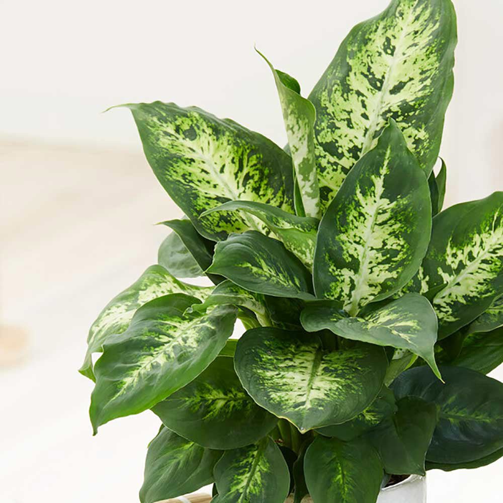 Dieffenbachia Compacta - 55 cm