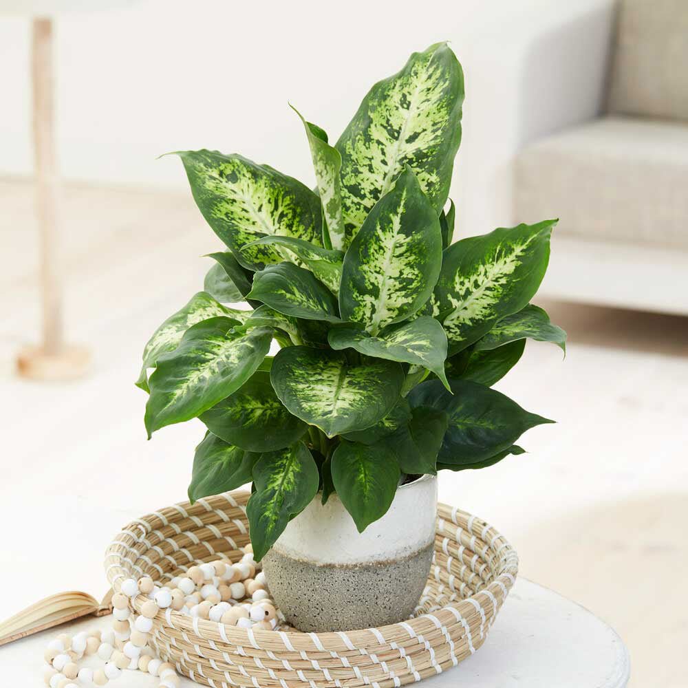 Dieffenbachia Compacta - 55 cm