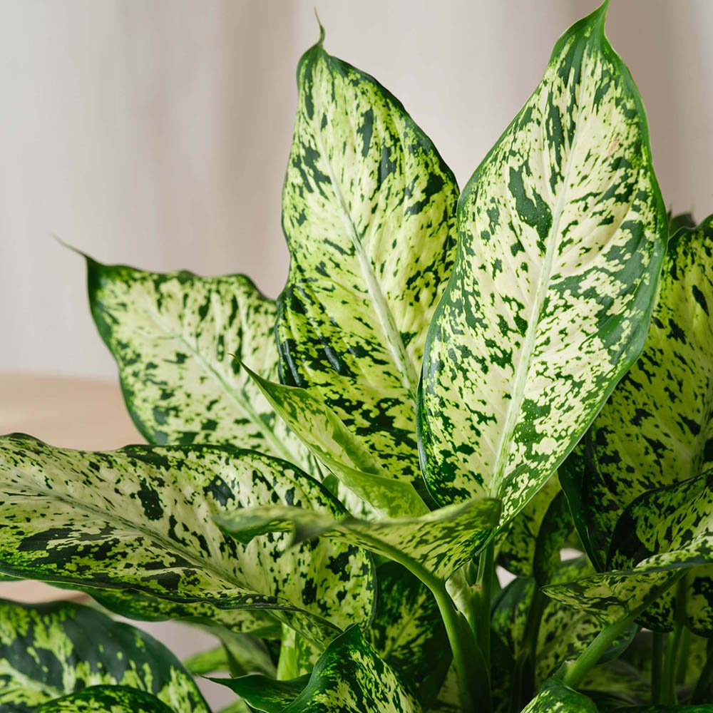 Dieffenbachia Compacta - 40 cm