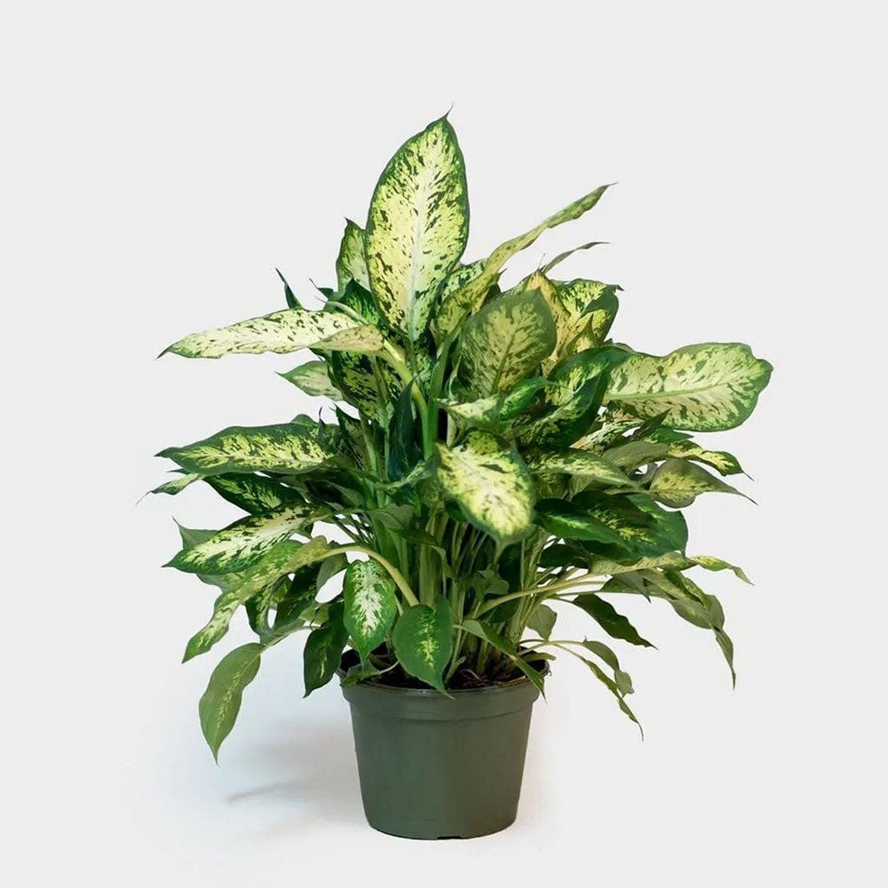 Dieffenbachia Compacta - 55 cm