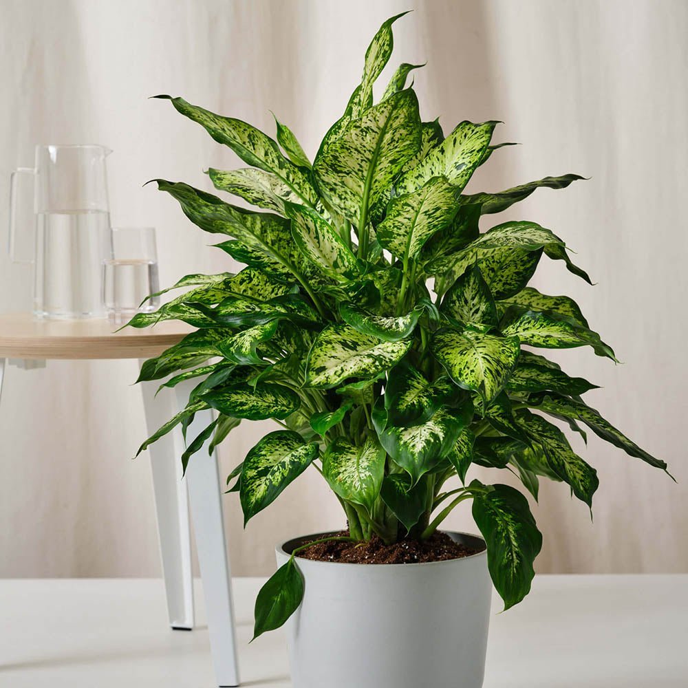Dieffenbachia Compacta - 55 cm