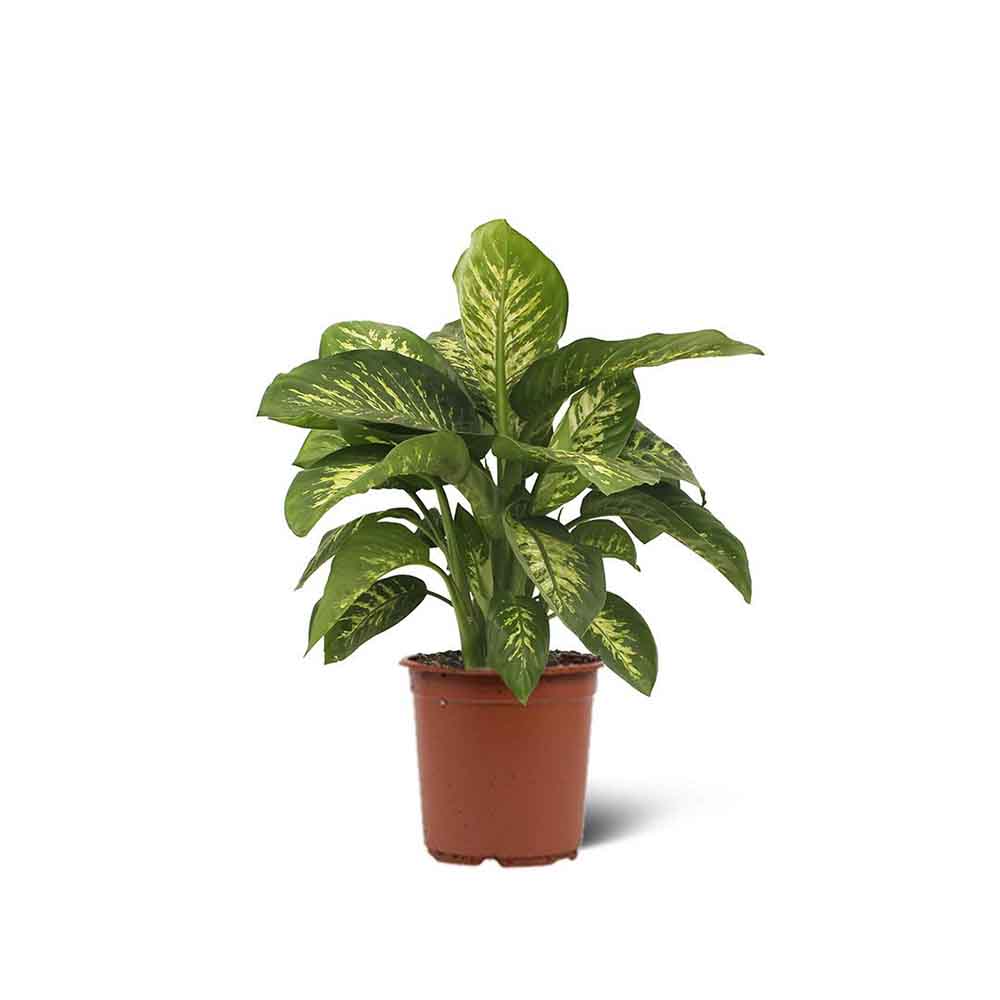 Dieffenbachia Tropic Snow - 70 cm