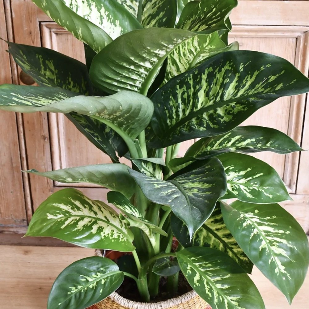 Dieffenbachia Tropic Snow - 70 cm