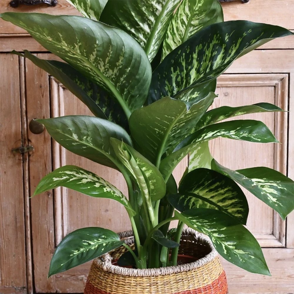 Dieffenbachia Tropical Snow - 90 cm