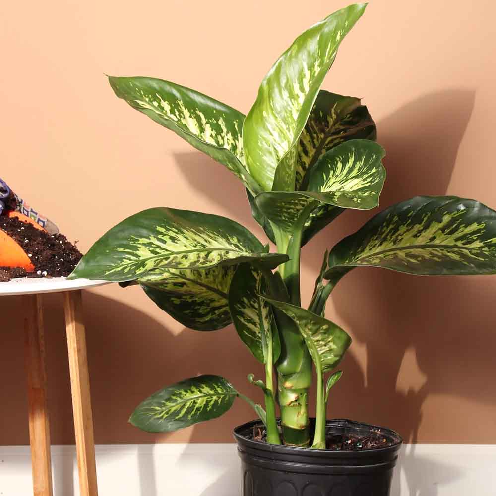 Dieffenbachia Tropical Snow - 90 cm