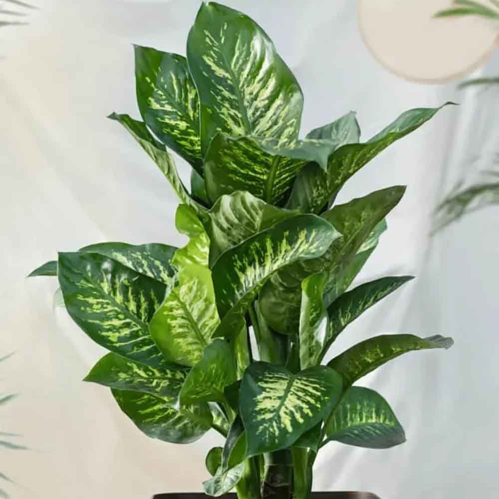 Dieffenbachia Tropical Snow - 90 cm