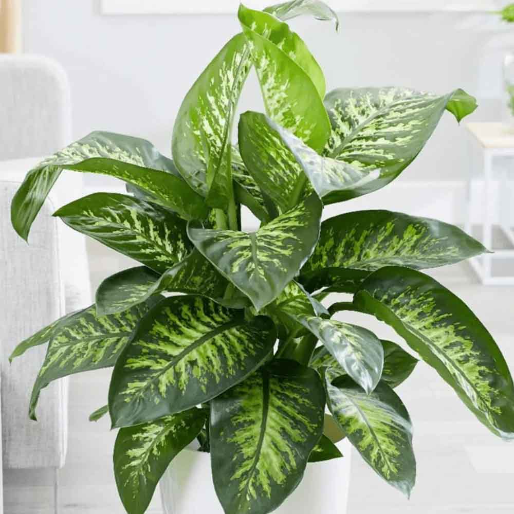 Dieffenbachia Tropical Snow - 90 cm