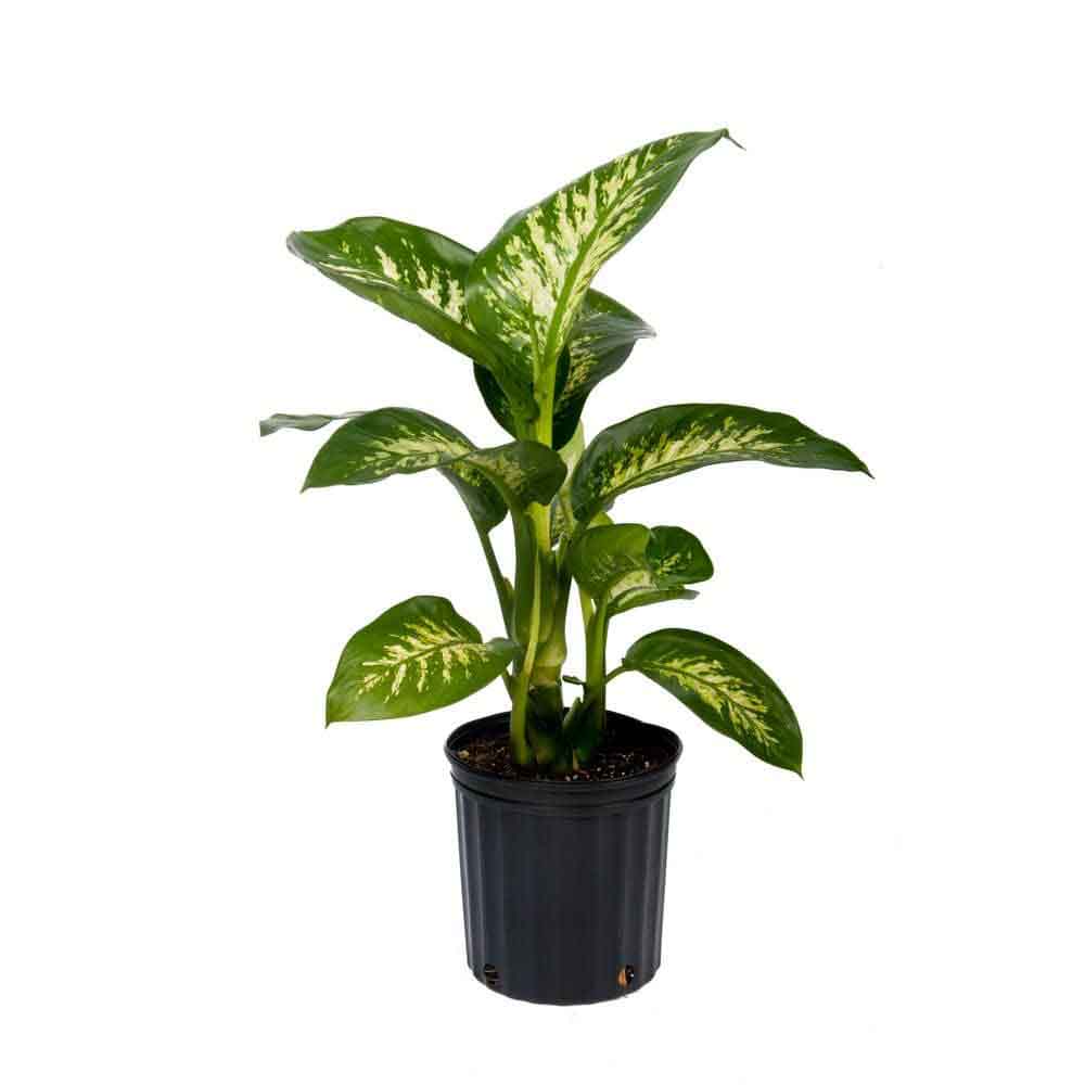 Dieffenbachia Tropical Snow - 90 cm