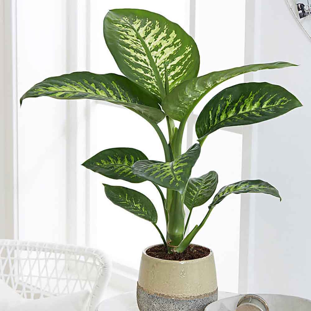 Dieffenbachia Tropic Snow - 90 cm - VERDENA-90 cm la livrare, in ghiveci de Ø 24 cm