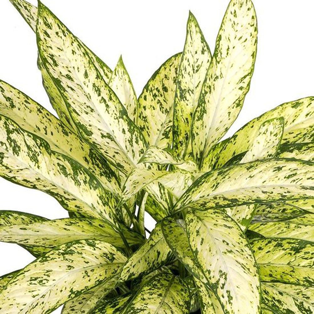 Dieffenbachia Vesuvius - 70/90 cm