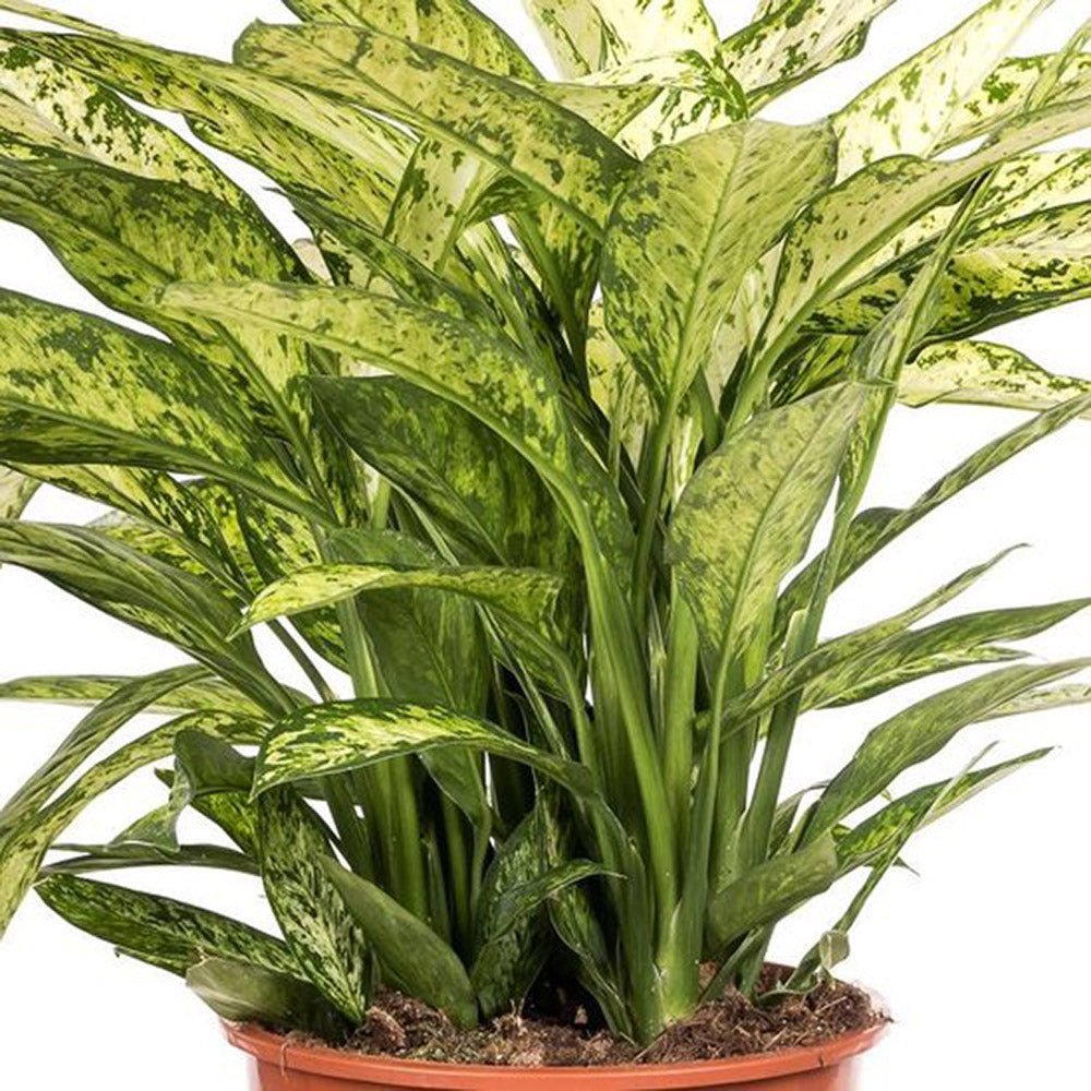 Dieffenbachia Vesuvius - 70/90 cm