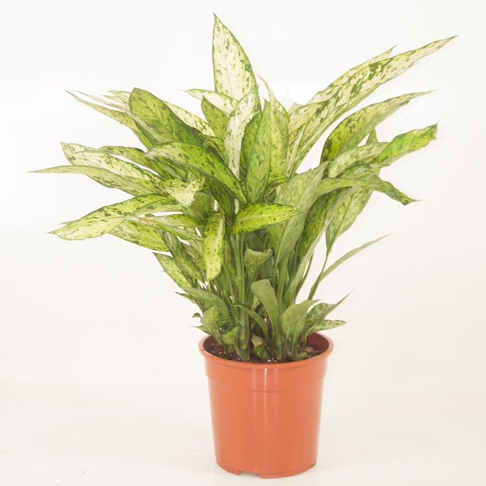 Dieffenbachia Vesuvius - 70/90 cm