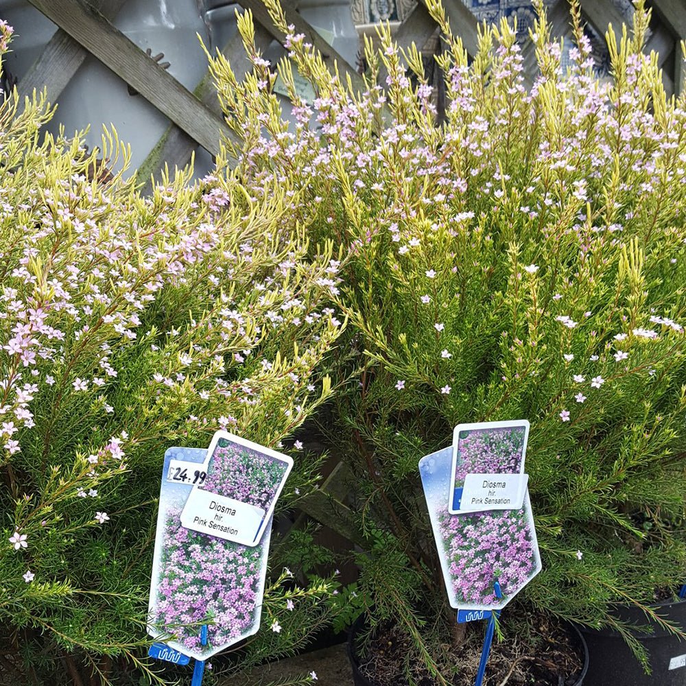Diosma Pink Sensation