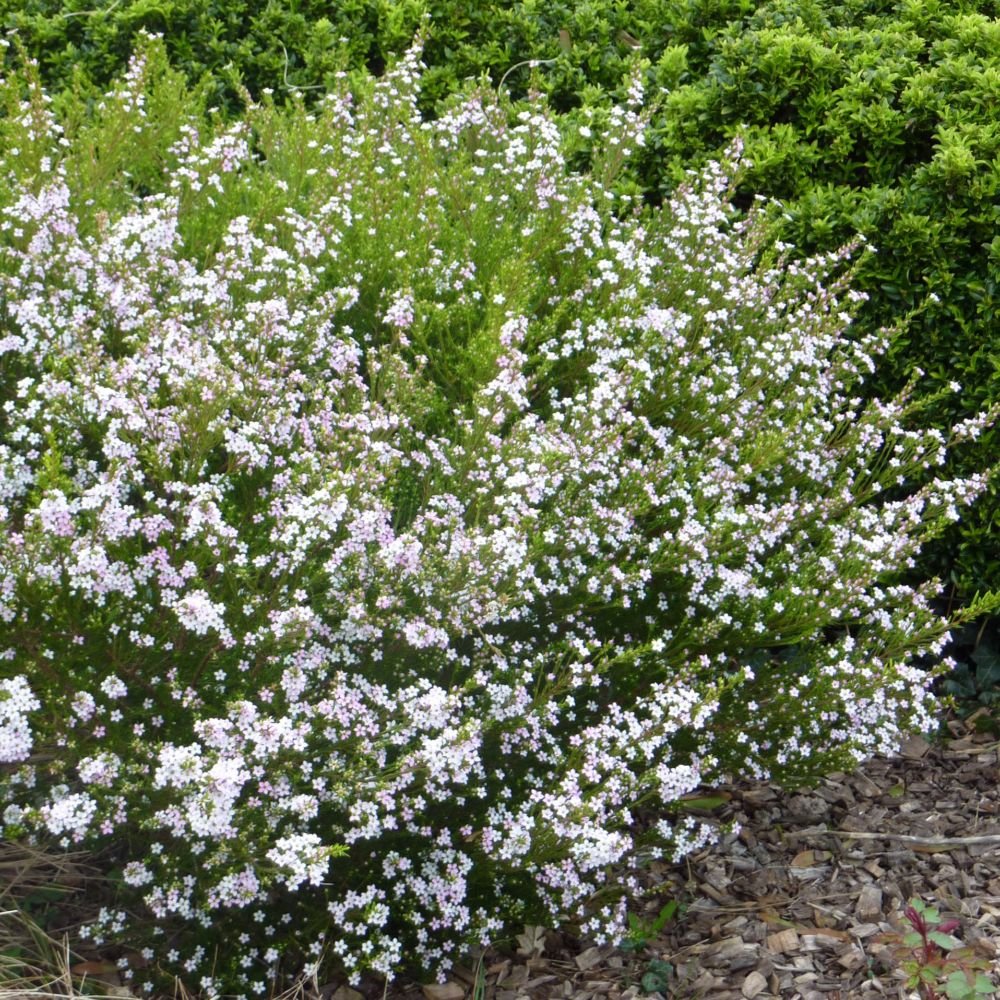 Diosma Pink Sensation